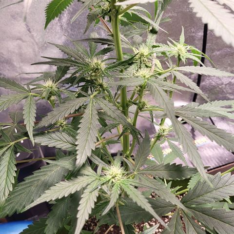 Jammy Dodgers #2 growlog timeline photo