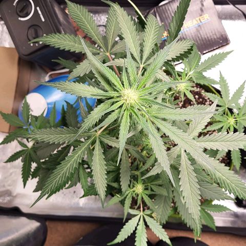 Jammy Dodgers #2 growlog timeline photo