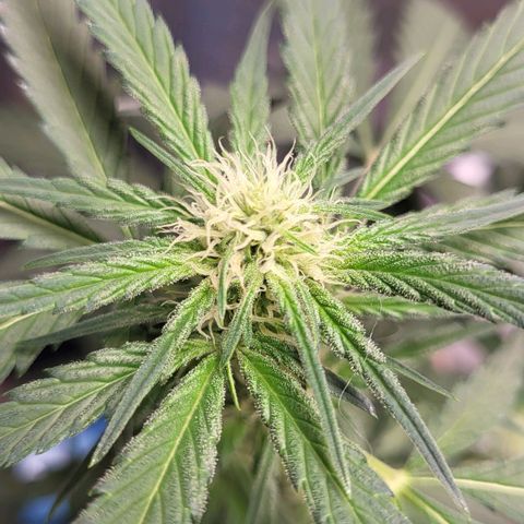 Jammy Dodgers #2 growlog timeline photo