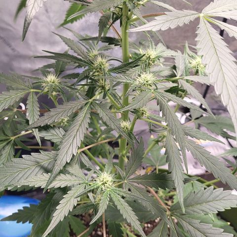 Jammy Dodgers #2 growlog timeline photo