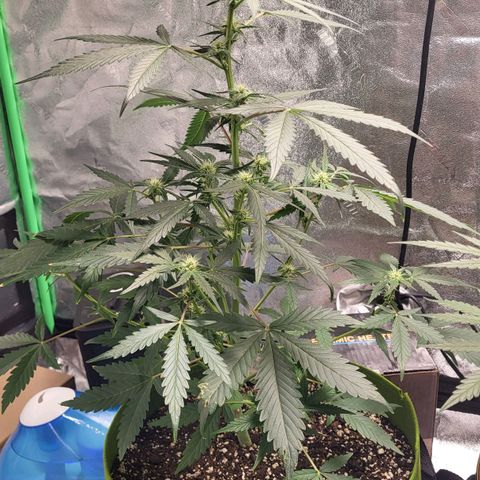 Jammy Dodgers #2 growlog timeline photo
