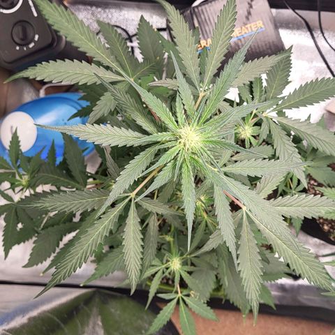 Jammy Dodgers #2 growlog timeline photo