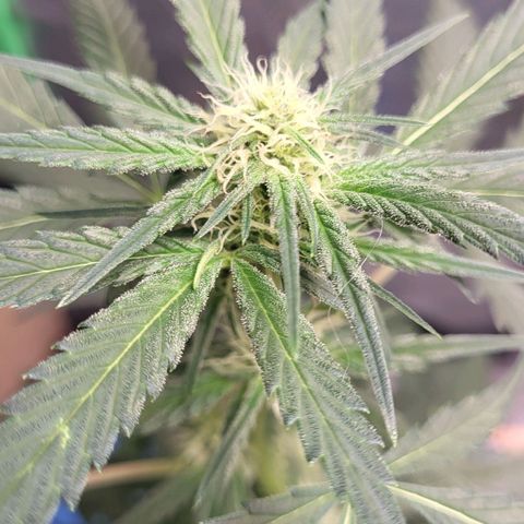 Jammy Dodgers #2 growlog timeline photo