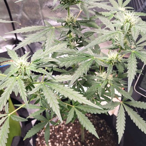 Toof Decay x Walter White growlog timeline photo