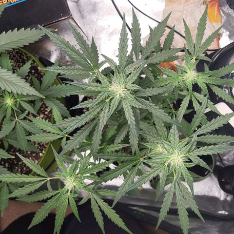 Toof Decay x Walter White growlog timeline photo