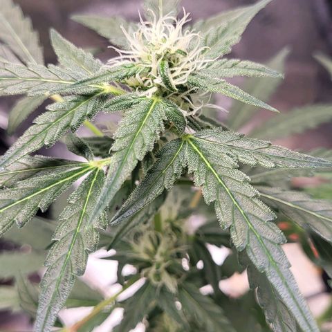 Toof Decay x Walter White growlog timeline photo