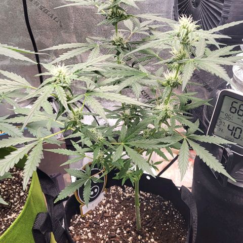 Toof Decay x Walter White growlog timeline photo
