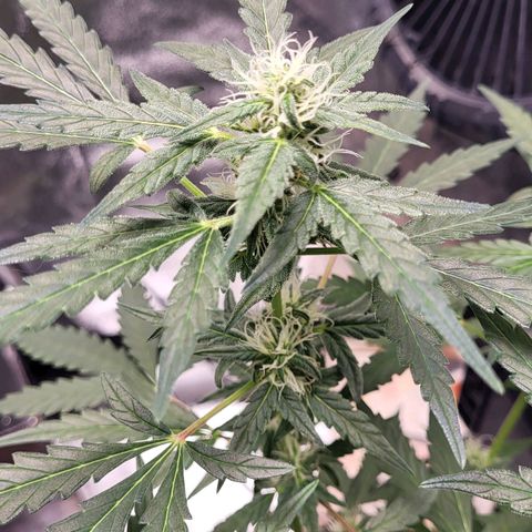 Toof Decay x Walter White growlog timeline photo