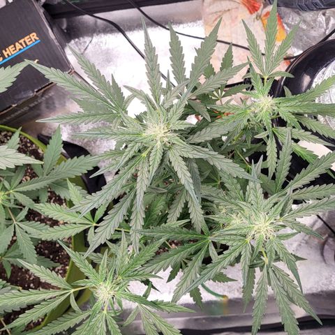 Toof Decay x Walter White growlog timeline photo
