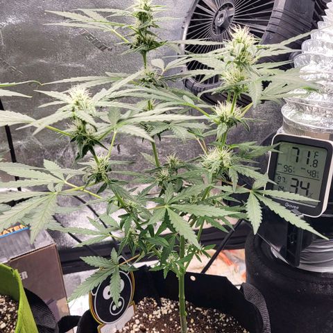 Toof Decay x Walter White growlog timeline photo