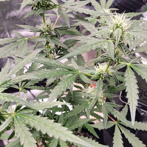 Toof Decay x Walter White growlog timeline photo