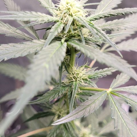 Jammy Dodgers #2 growlog timeline photo