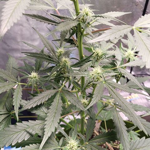 Jammy Dodgers #2 growlog timeline photo