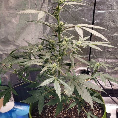 Jammy Dodgers #2 growlog timeline photo