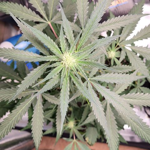 Jammy Dodgers #2 growlog timeline photo
