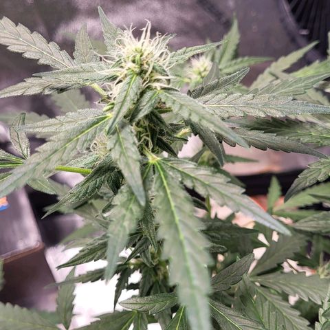 Toof Decay x Walter White growlog timeline photo