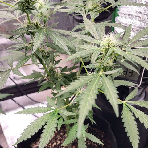 Toof Decay x Walter White growlog timeline photo