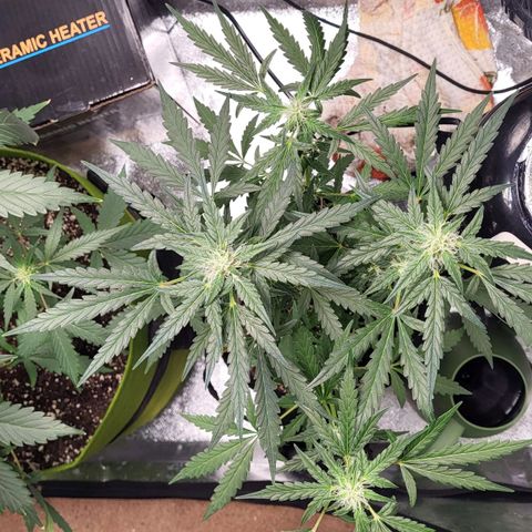 Toof Decay x Walter White growlog timeline photo