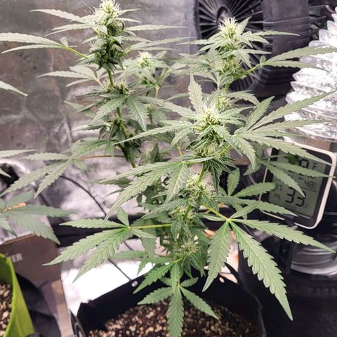 Toof Decay x Walter White growlog timeline photo