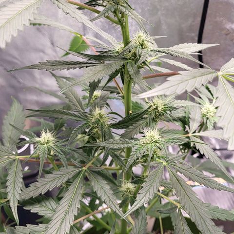 Jammy Dodgers #2 growlog timeline photo