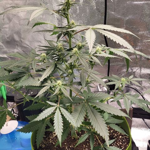 Jammy Dodgers #2 growlog timeline photo