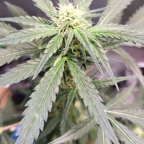 Jammy Dodgers #2 growlog timeline photo