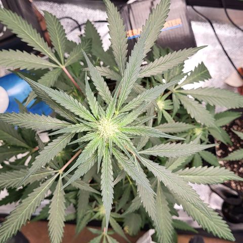 Jammy Dodgers #2 growlog timeline photo