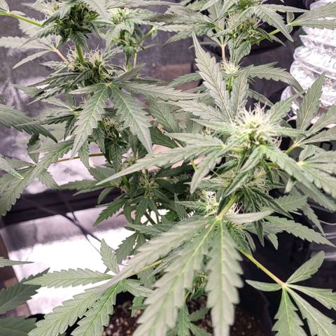 Toof Decay x Walter White growlog timeline photo