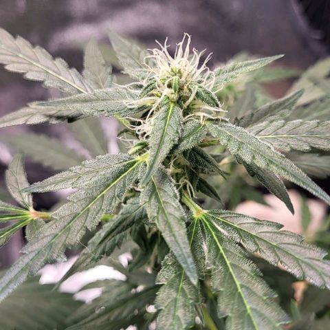 Toof Decay x Walter White growlog timeline photo
