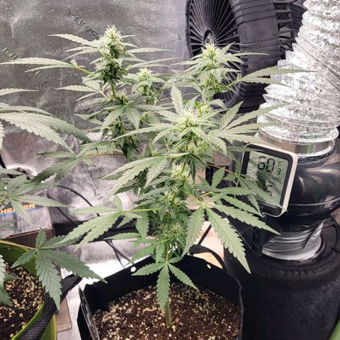 Toof Decay x Walter White growlog timeline photo