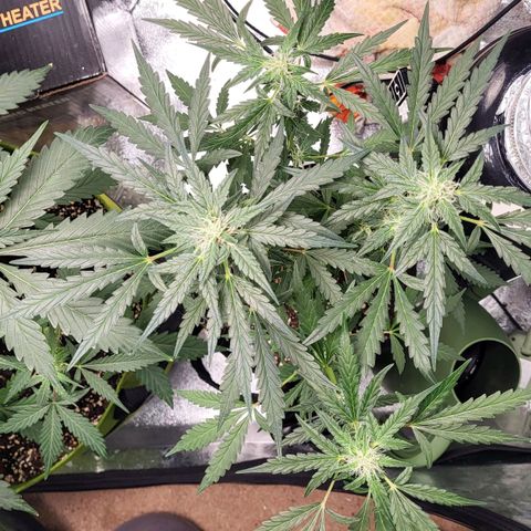 Toof Decay x Walter White growlog timeline photo
