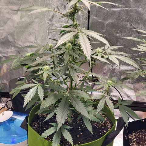 Jammy Dodgers #2 growlog timeline photo
