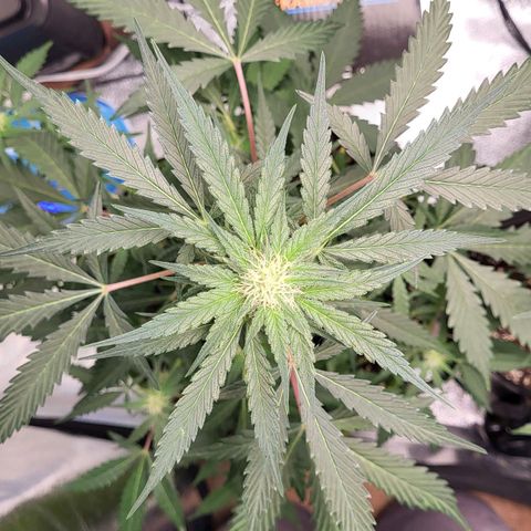 Jammy Dodgers #2 growlog timeline photo