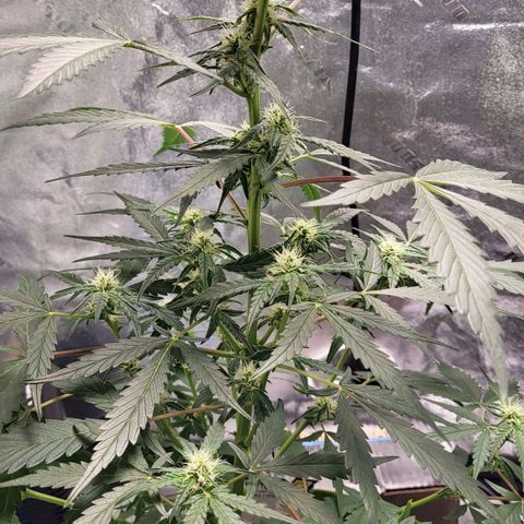 Jammy Dodgers #2 growlog timeline photo