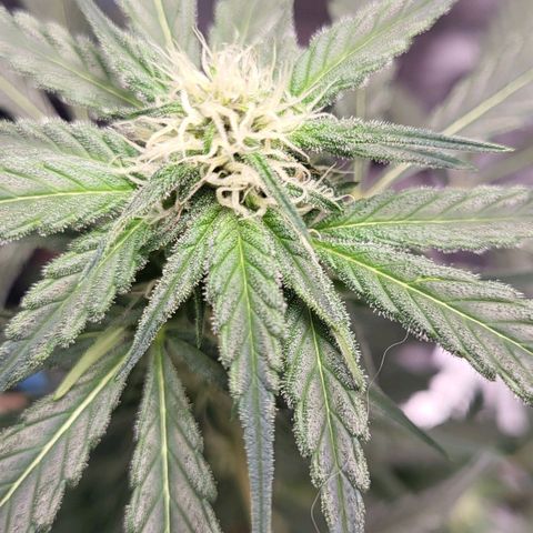 Jammy Dodgers #2 growlog timeline photo