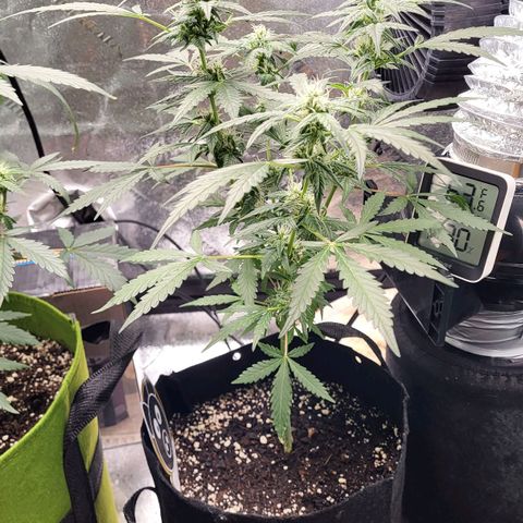 Toof Decay x Walter White growlog timeline photo