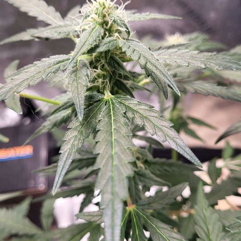 Toof Decay x Walter White growlog timeline photo