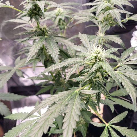 Toof Decay x Walter White growlog timeline photo