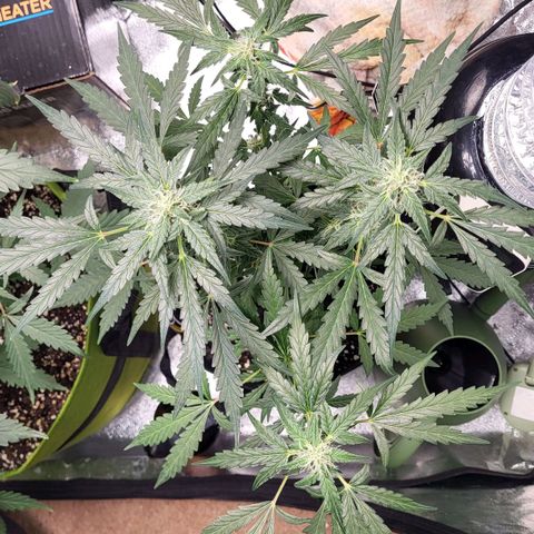 Toof Decay x Walter White growlog timeline photo