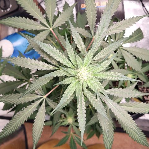 Jammy Dodgers #2 growlog timeline photo