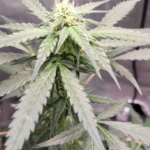 Jammy Dodgers #2 growlog timeline photo