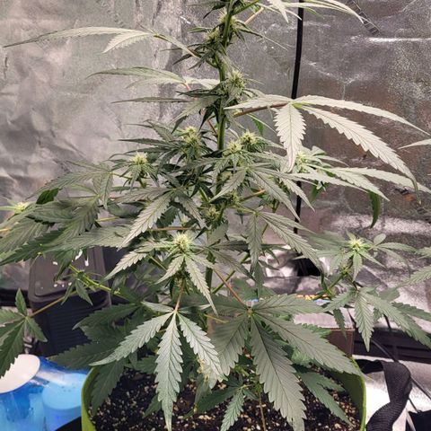 Jammy Dodgers #2 growlog timeline photo