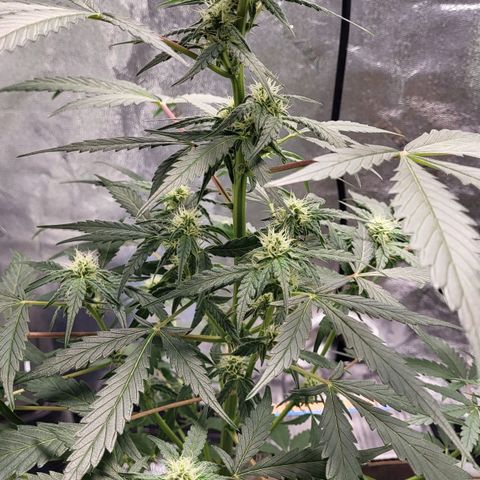 Jammy Dodgers #2 growlog timeline photo