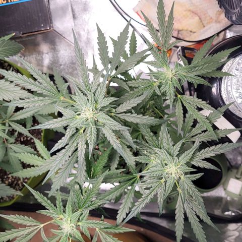 Toof Decay x Walter White growlog timeline photo