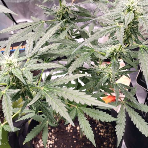 Toof Decay x Walter White growlog timeline photo