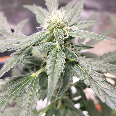 Toof Decay x Walter White growlog timeline photo