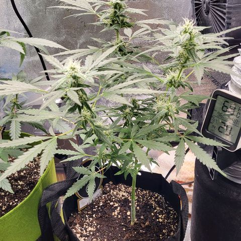 Toof Decay x Walter White growlog timeline photo