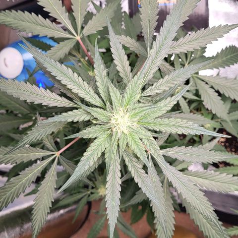 Jammy Dodgers #2 growlog timeline photo