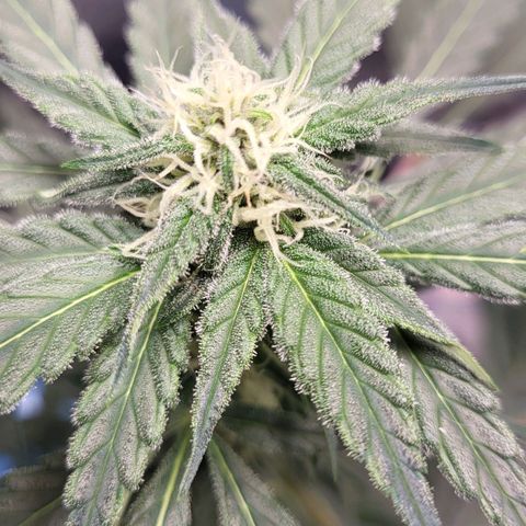 Jammy Dodgers #2 growlog timeline photo