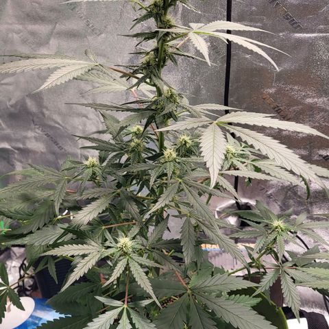 Jammy Dodgers #2 growlog timeline photo